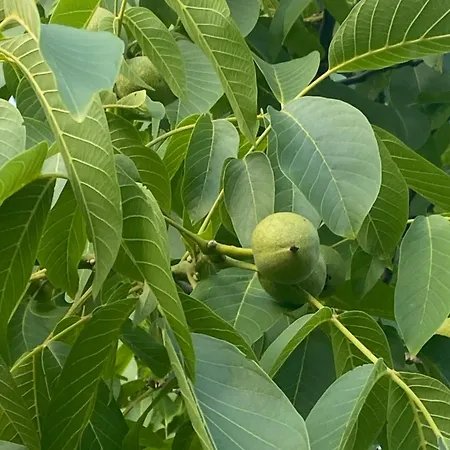 La Casa Dell' Edera Nyaraló *